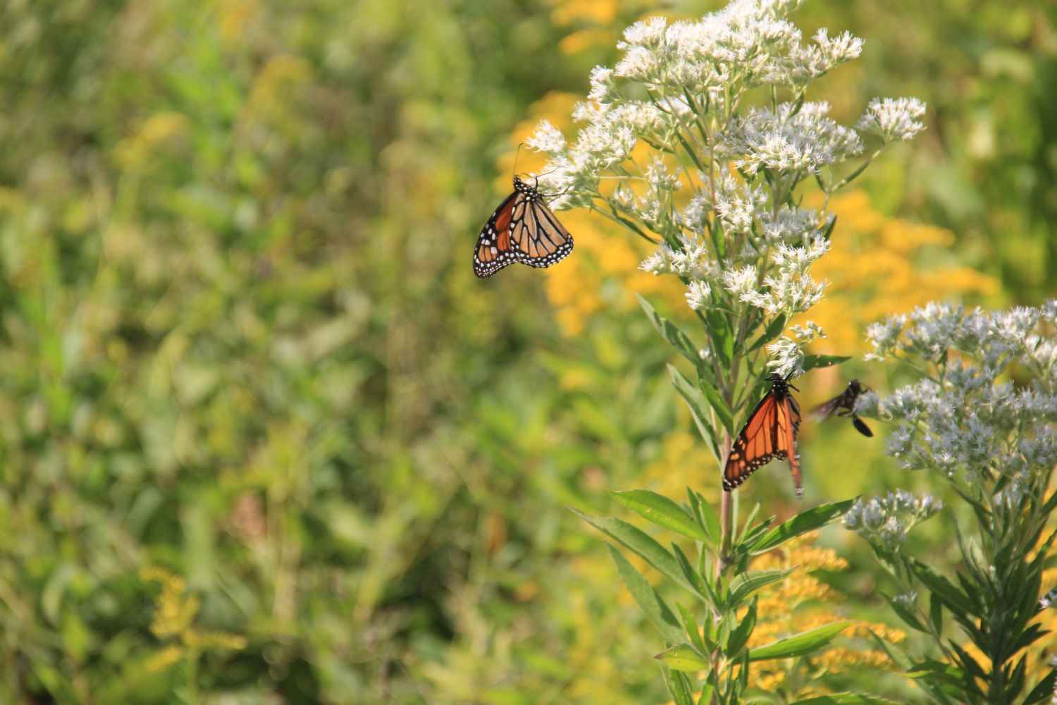 Calumet River Trail Hike 